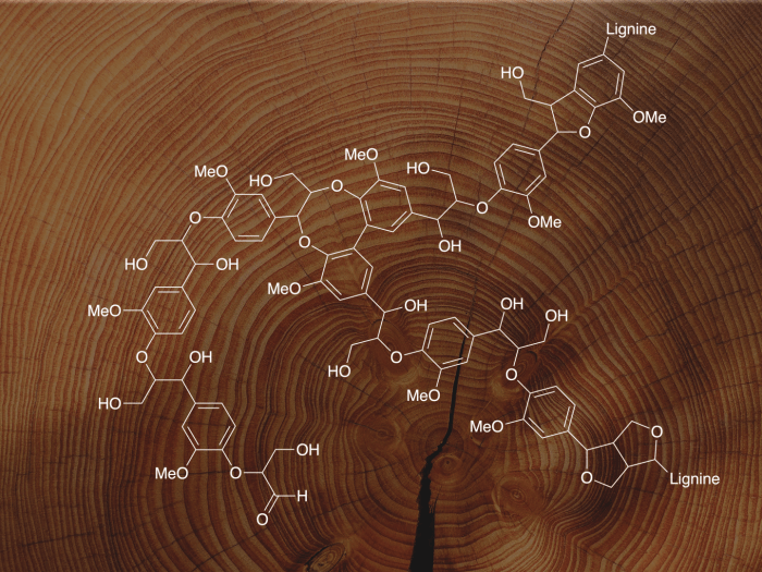 Chimie végétale et valorisation haute technologie : l’exemple de la lignine